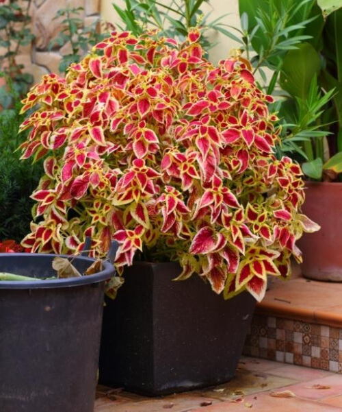 How to Grow Coleus in Containers