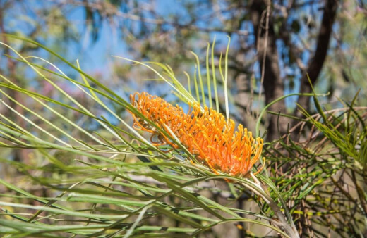 How to Grow Grevillea Excelsior