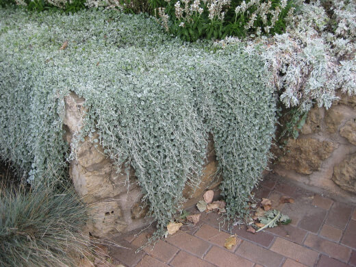 How to Plant Dichondra Silver Falls