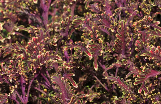 Kiwi Fern Coleus is an incredible plant that looks more like a coral than a plant