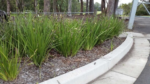 Large Wild Iris Landscaping Uses