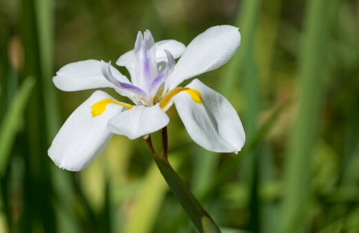Large wild iris are not known to have any major pest or disease issues