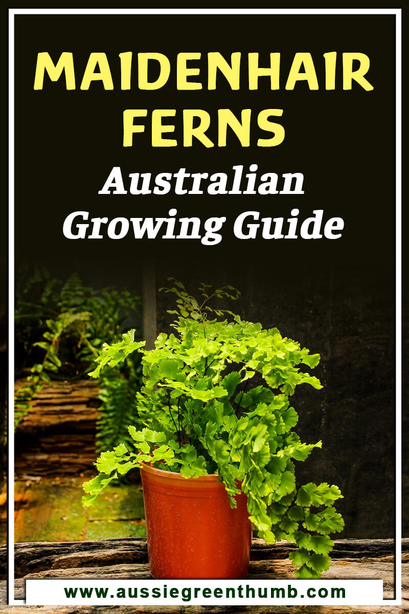 Maidenhair Ferns Australian Growing Guide