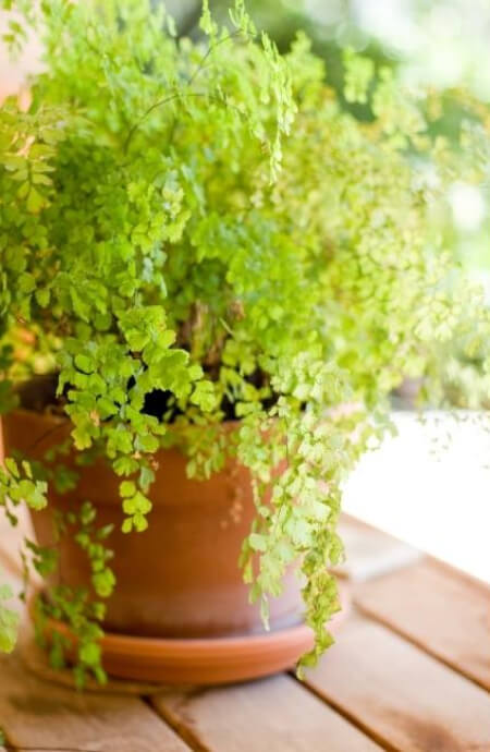 Maidenhair ferns can be repotted annually or biannually