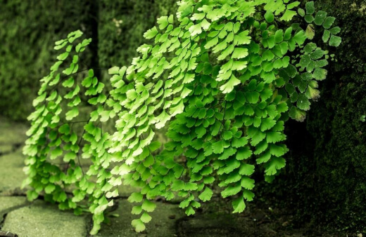 Maidenhair ferns have delicate fan-shaped leaves, grouped together on thin black stems