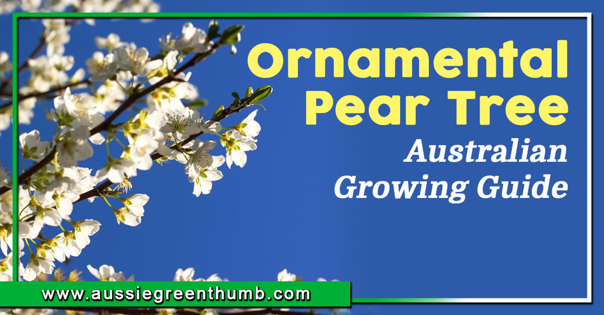 Ornamental Pear Tree – Australian Growing Guide