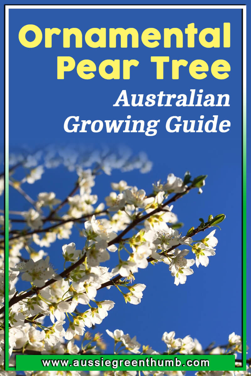Ornamental Pear Tree – Australian Growing Guide
