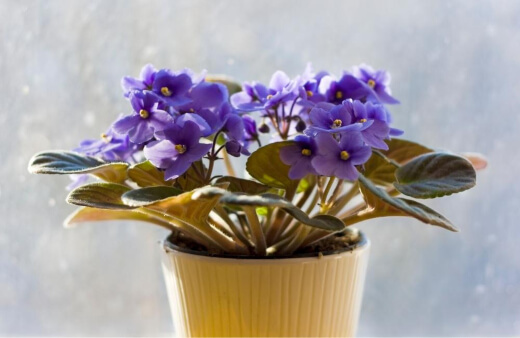Planting African Violets