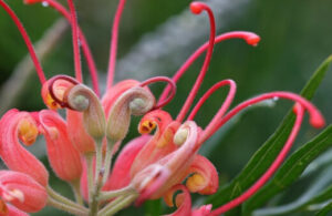 Grevillea nudiflora | Growing and Care Guide Australia