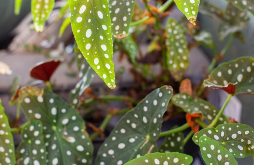 Polka dot Begonia, or Begonia Maculata, are one of the most wonderfully bizarre plants in the natural world