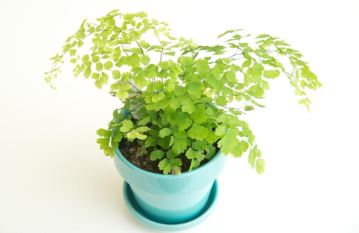 Potting and Repotting Maidenhair Ferns