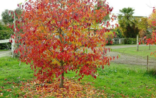 Pyrus Calleryana Aristocrat is a fast growing and attractive ornamental pear tree with a brilliant branch structure