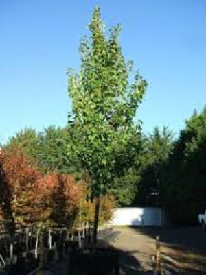 Pyrus Calleryana Capital is one of the best-selling ornamental pear trees in Australia
