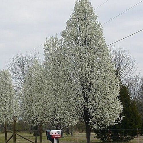 Pyrus Calleryana Cleveland Select handles a range of soil conditions including wet seasons and wind