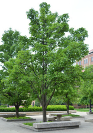 Pyrus Chanticleer Glen’s Form is perfect for smaller gardens but you might still be surprised at how tall it grows