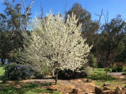 Pyrus Nivalis shows off a spectacular display of flowers for weeks during early spring