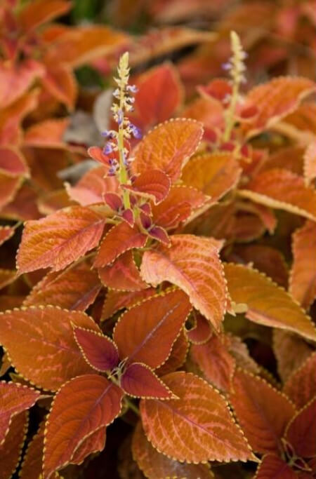 Rustic Orange Coleus grow into perfect domes of russet leaves, which is a surprisingly hard colour to find in nature