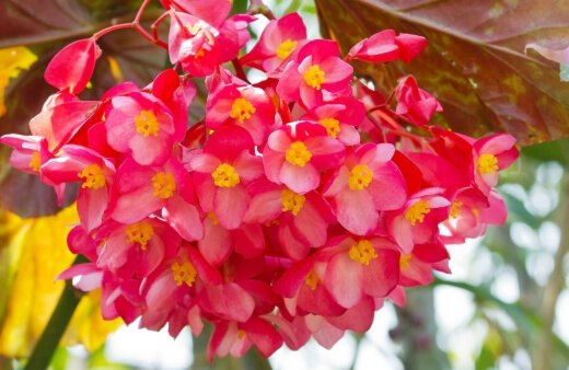 The best-known Cane begonia is the Polka Dot Begonia or Begonia Maculata