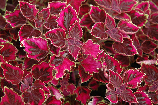Trailing Plum Coleus is part of the Solenostemon family within the wider coleus classification