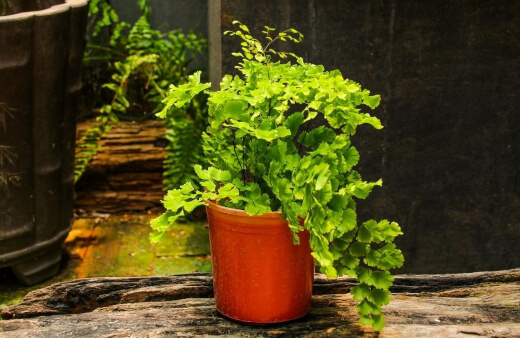 Uses of the Maidenhair Fern
