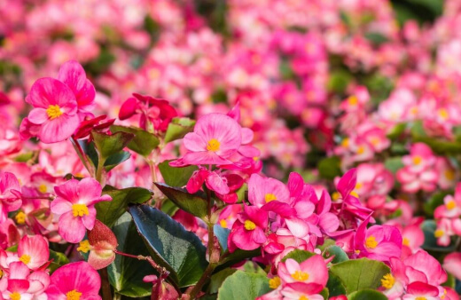 Wax begonias are the classic bedding plant that every garden was filled to the brim with until the 1980s