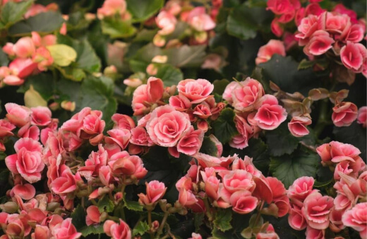 What is a Begonia?