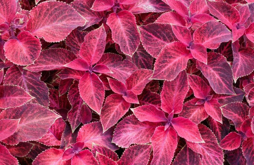 Wizard Velvet Red Coleus is bred to be late-flowering, which extends the season of impact for their dazzling red foliage
