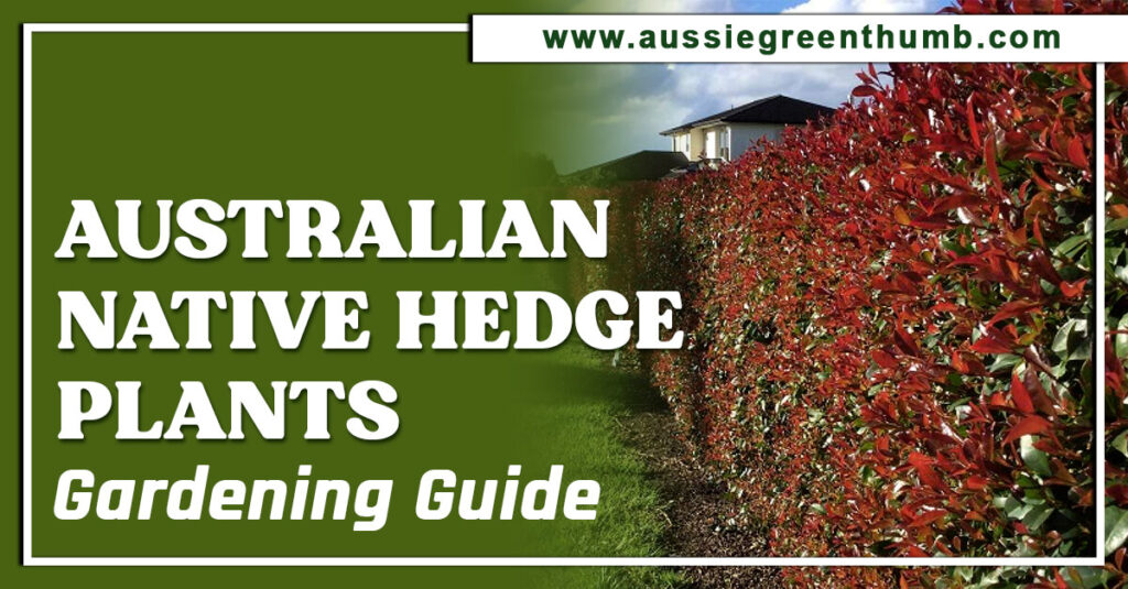 Australian Native Hedge Plants Gardening Guide