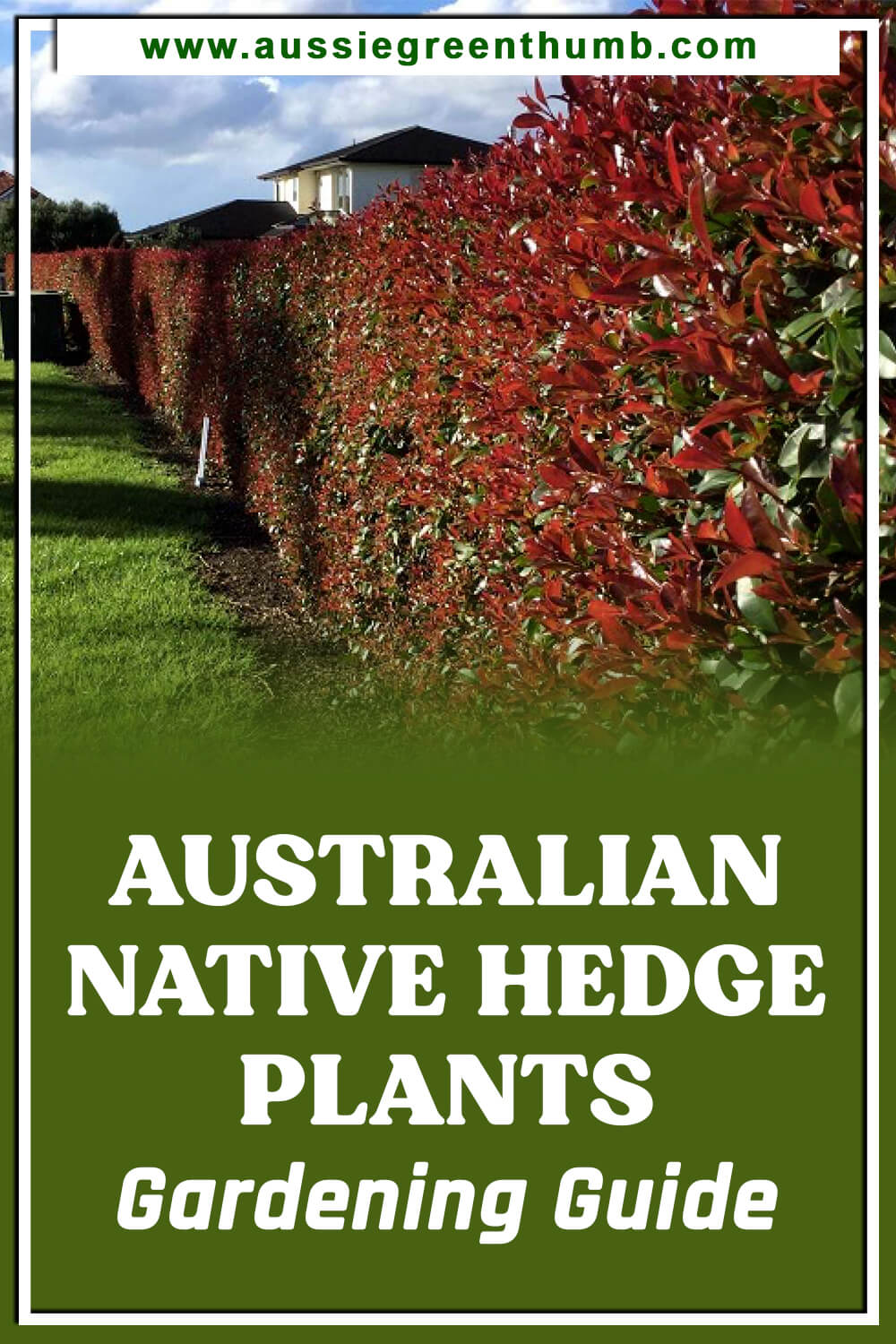 Australian Native Hedge Plants Gardening Guide