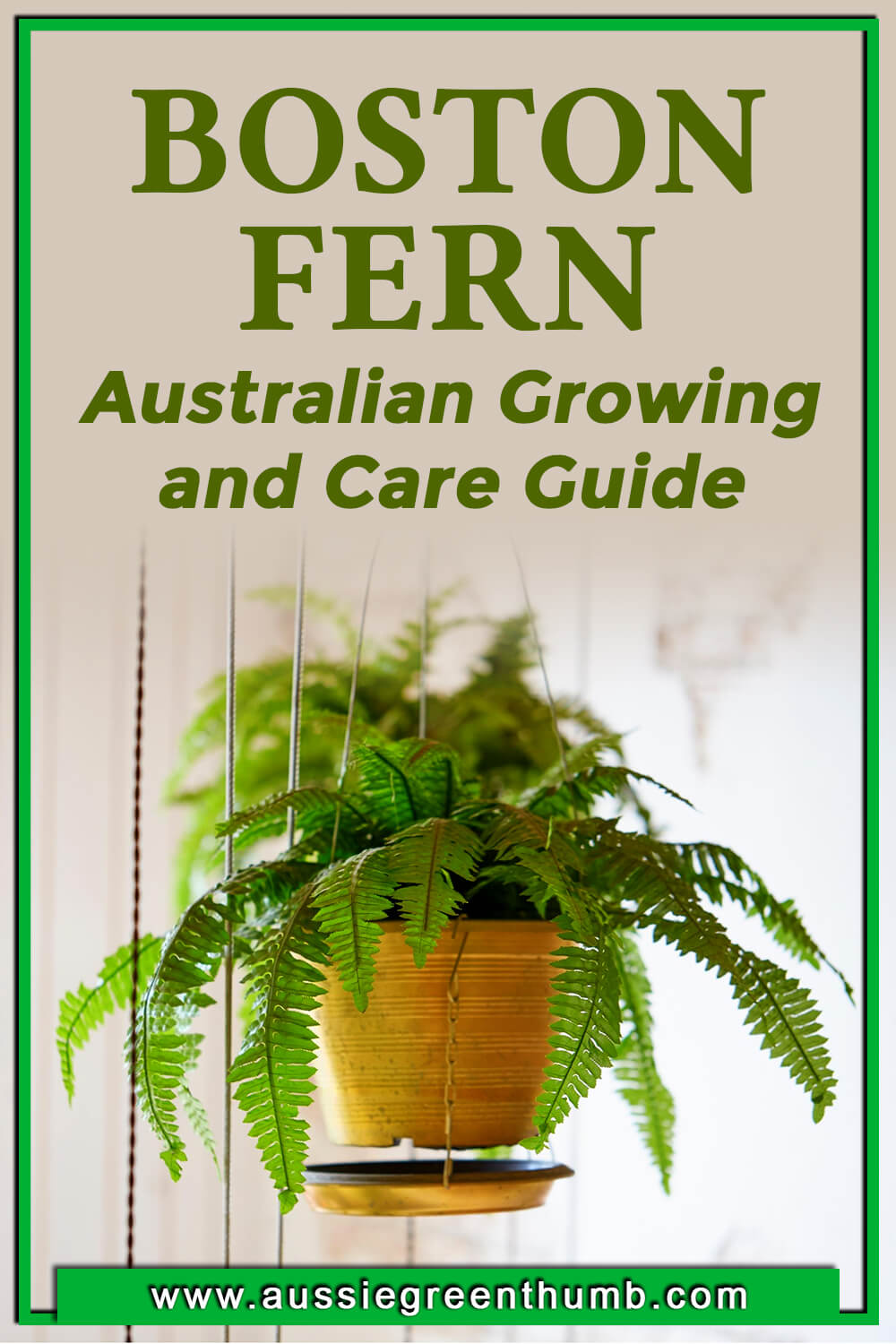 Boston Fern Australian Growing & Care Guide