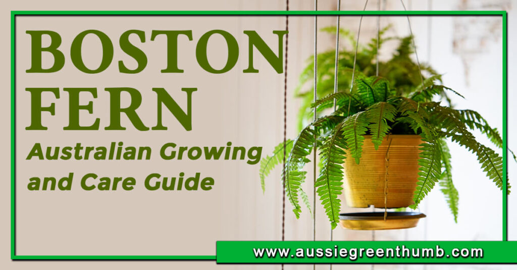 Boston Fern Australian Growing & Care Guide