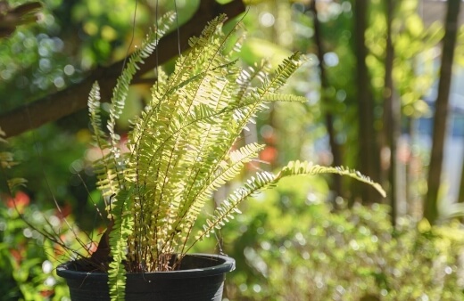 Boston Fern is an excellent choice for any plant lover looking for an easy to grow, low-maintenance houseplant