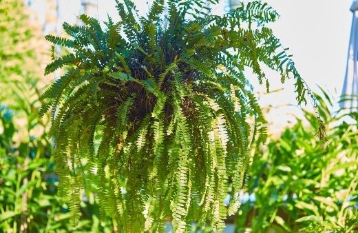 Boston Fern is most commonly grown indoors as a houseplant