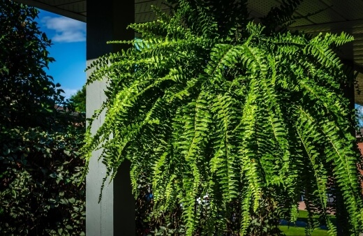 Boston fern feature luscious green, sword-shaped fronds with many small leaflets that arch and drape as they grow larger