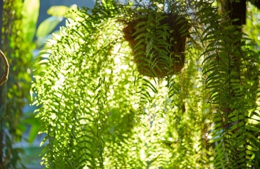 Boston ferns prefer bright but indirect light daily