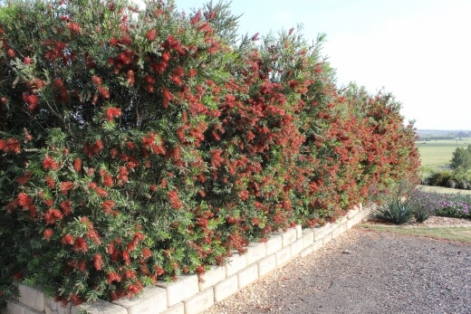 Callistemons are one of the best Australian natives for hedging