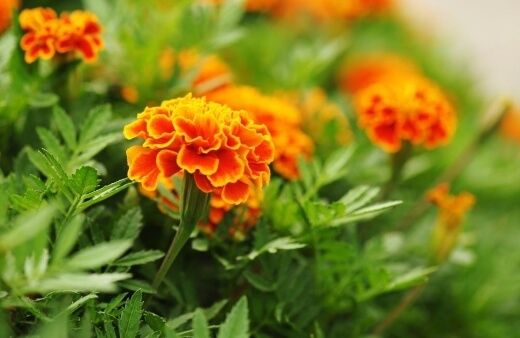 Caring for Marigolds