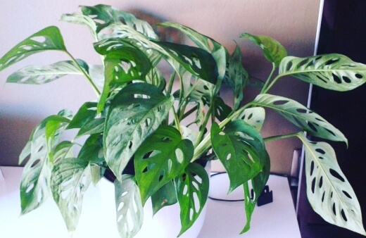 Caring for Swiss Cheese Plant