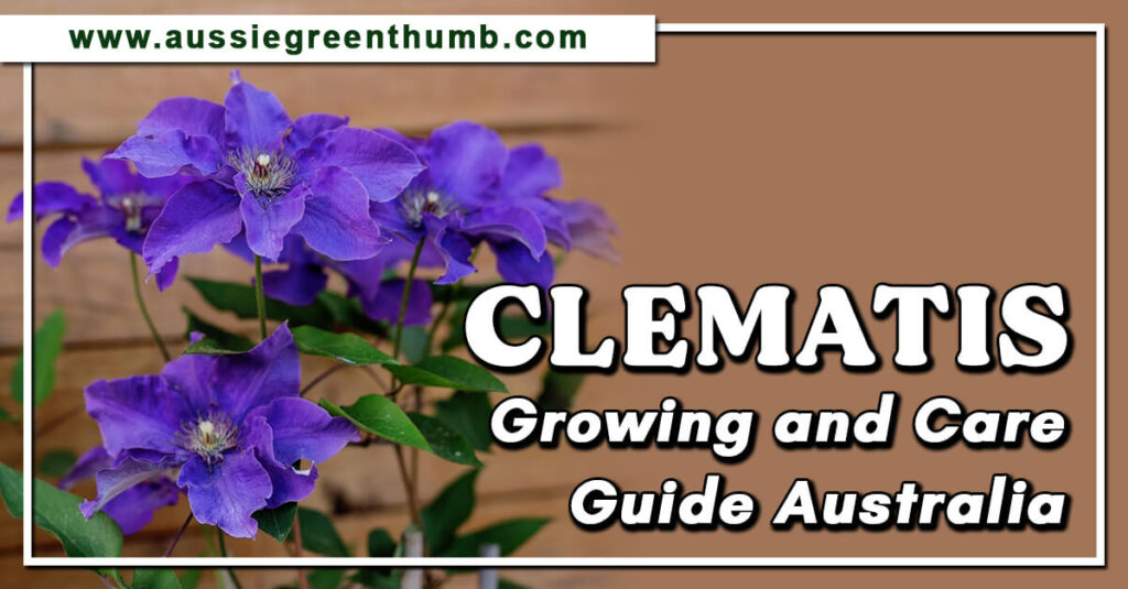 Clematis Growing and Care Guide Australia