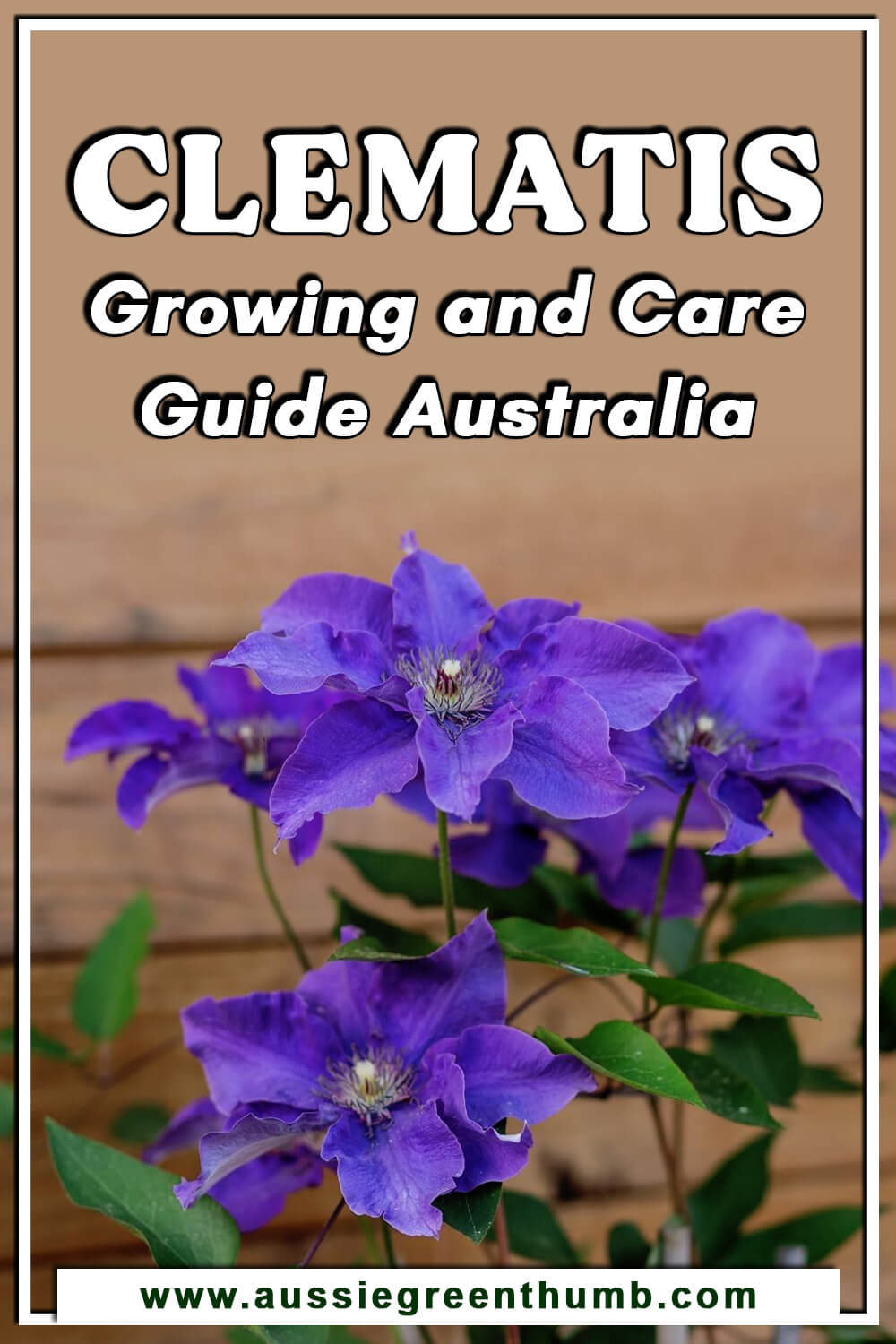 Clematis Growing and Care Guide Australia