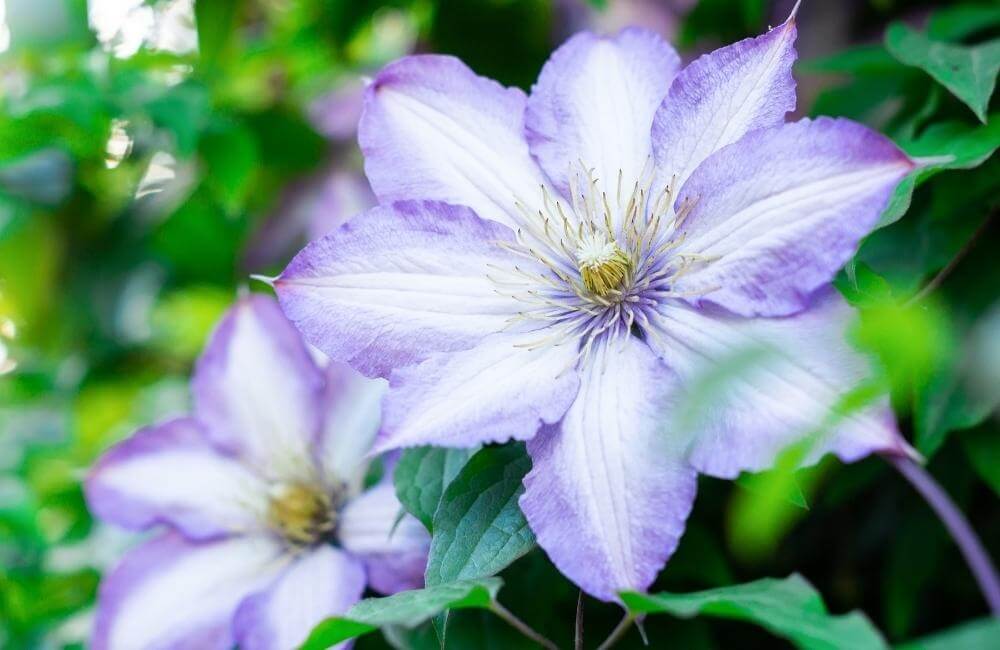 Clematis Varieties