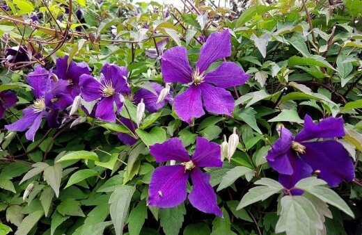 Clematis comes from the Greek word “klematis,” meaning vine