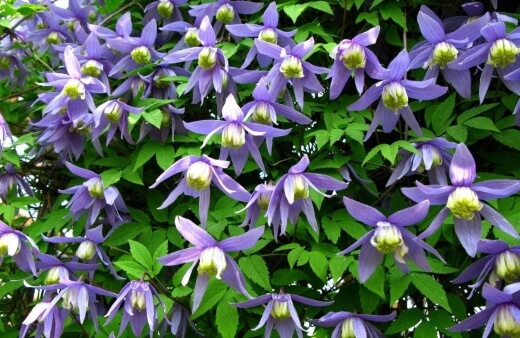 Clematis is a flowering vine that pops with colour, and is surprisingly low maintenance