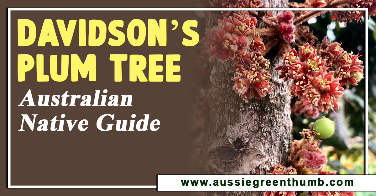 Davidson's Plum Tree Australian Native Guide