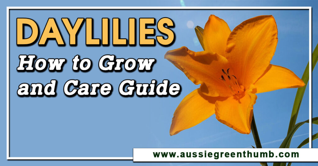 Daylilies How to Grow and Care Guide