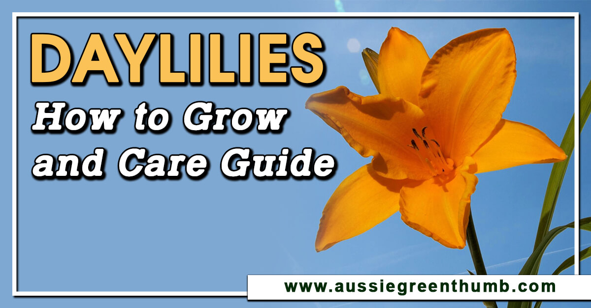 Daylilies | How To Grow And Care Guide : AGT