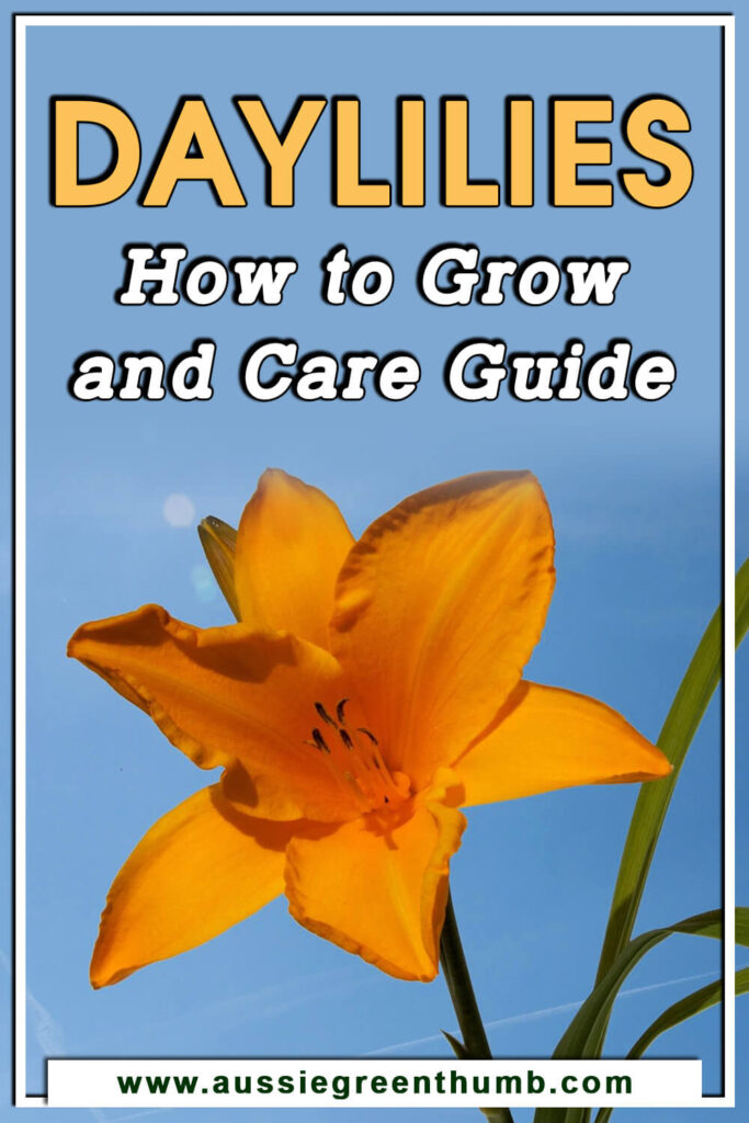 Daylilies | How To Grow And Care Guide : AGT