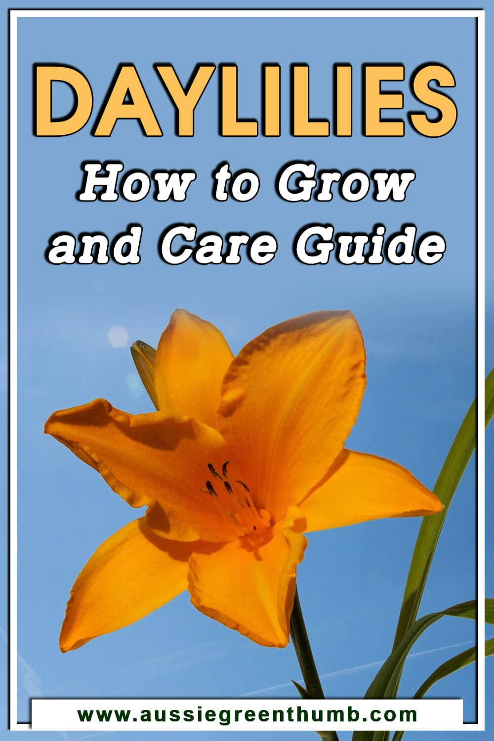 Daylilies How to Grow and Care Guide