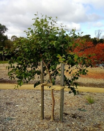 Eucalyptus leucoxylon ‘Rosea’ (Red Flowering Yellow Gum) staked using hessian ties in the Figure-8 configuration.