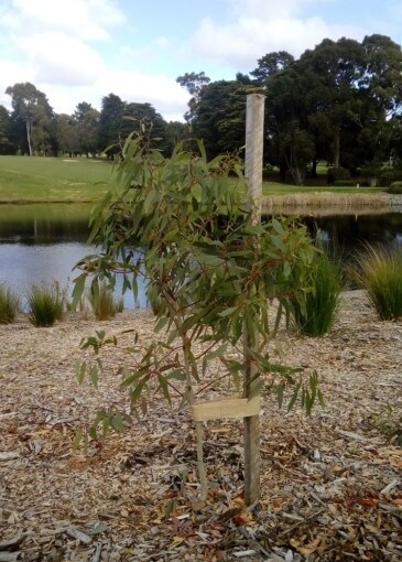 Eucalyptus leucoxylon ssp. megalocarpa (Yellow Gum) staked using the single stake method.